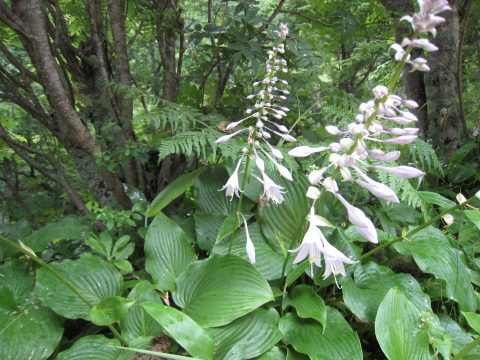 むらさき色の花 北アルプス表銀座 燕岳 つばくろだけ の山小屋 燕山荘グループ