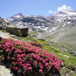 Swiss-17
