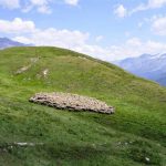 alps-13