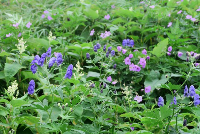 トリカブトはきれいな花です 北アルプス表銀座 燕岳 つばくろだけ の山小屋 燕山荘グループ